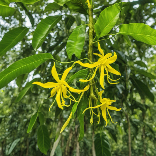 Ylang Ylang