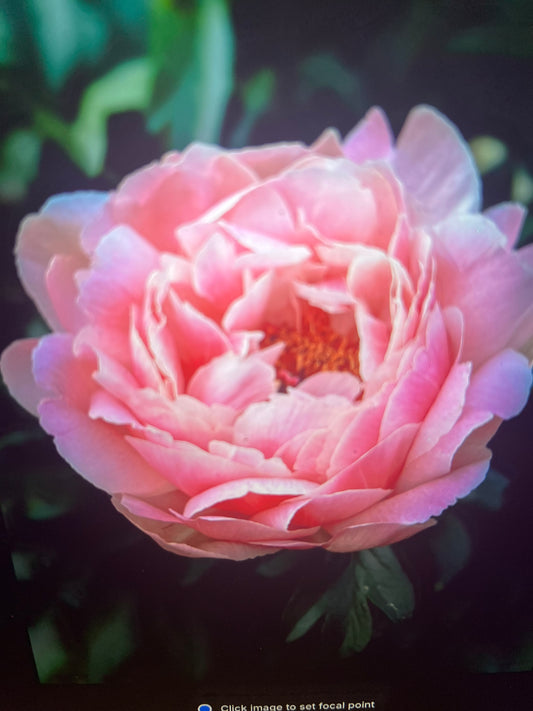 DAMASCUS ROSE FACE WASH- Transform Your Beauty Routine